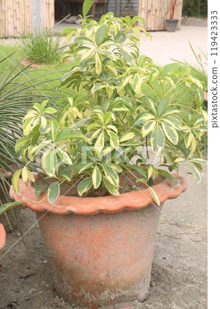 Variegated Dwarf Umbrella leaf plant 119423333