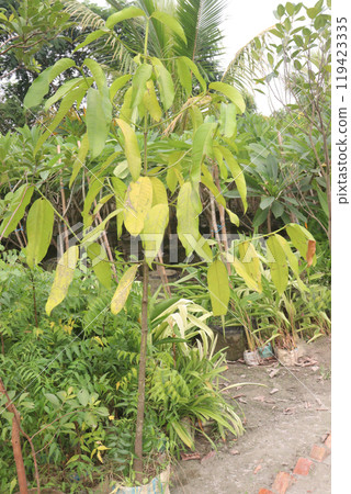 Velvet Apples fruit plant seedling on nursery 119423335