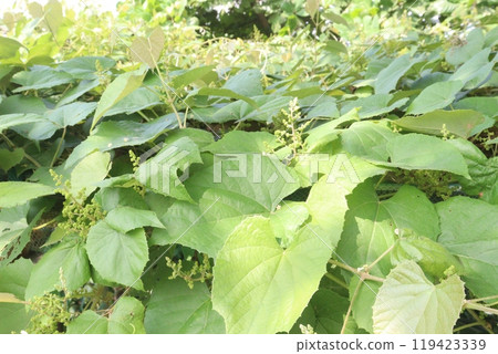vitis pseudoreticulata medicinal plant vitis pseudoreticulata medicinal plant 119423339