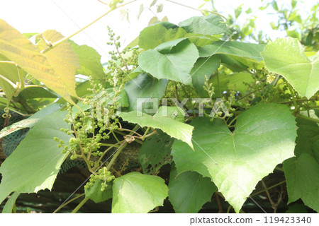 vitis pseudoreticulata medicinal plant vitis pseudoreticulata medicinal plant 119423340