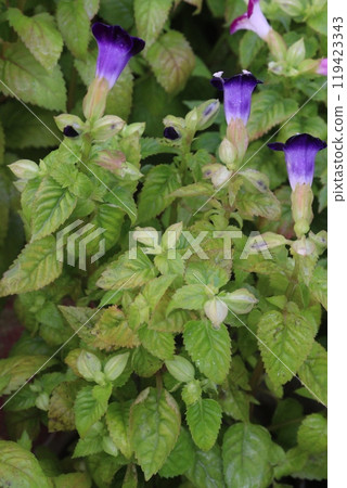 wishbone flower Ayurvedic medicinal plant on nursery 119423343