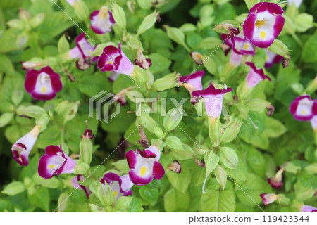 wishbone flower Ayurvedic medicinal plant on nursery wishbone flower Ayurvedic medicinal plant on nursery 119423344