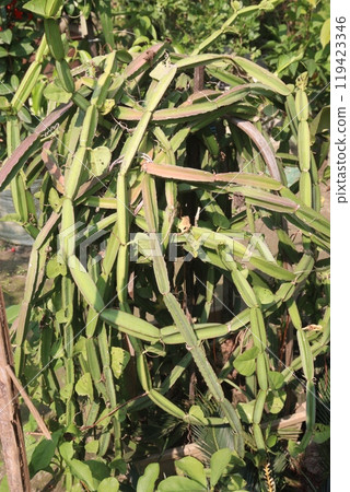 Veld grape plant on nursery for sell Veld grape plant on nursery for sell 119423346