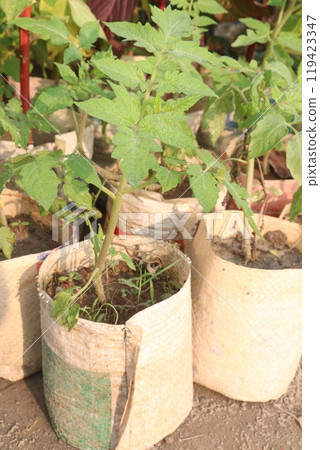 tomato seedling on farm for sell 119423347