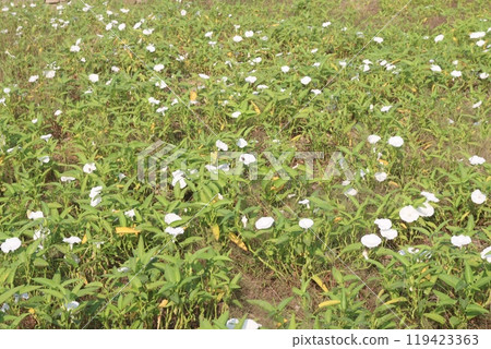 Water spinach farm for harvest Water spinach farm for harvest 119423363