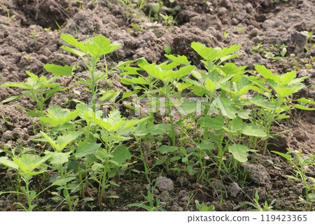 White goosefoot plant on farm for harvest White goosefoot plant on farm for harvest 119423365