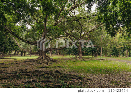 A giant tree with spreading branches provides shade in a quiet green park in the afternoon A giant tree with spreading branches provides shade in a quiet green park in the afternoon 119423434