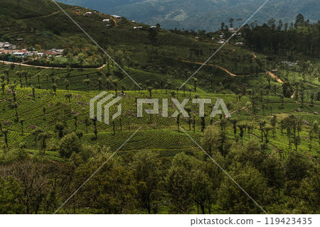 Lush green terraced hillsides filled with tea plants and scattered trees during a serene afternoon Lush green terraced hillsides filled with tea plants and scattered trees during a serene afternoon 119423435