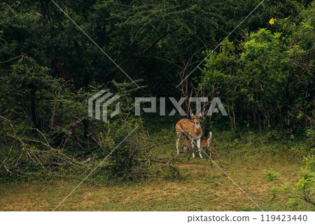 A doe and her fawn stand guard in a lush green forest on a quiet afternoon 119423440