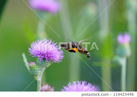 The rear view of a Hawk Moth (probably a Spotted Hawk Moth) sucking nectar from a flower The rear view of a Hawk Moth (probably a Spotted Hawk Moth) sucking nectar from a flower 119423446