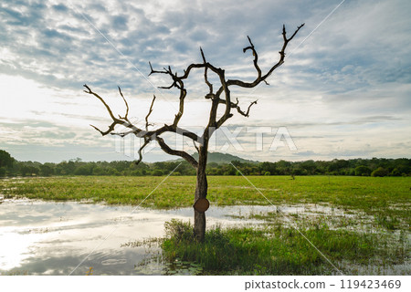 A solitary tree stands amidst the flooded meadow under a dramatic sky at dusk 119423469
