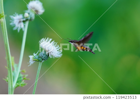 A hawk moth (probably a spotted hawk moth) sucking nectar from a flower A hawk moth (probably a spotted hawk moth) sucking nectar from a flower 119423513