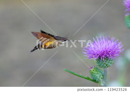 從花中吸取花蜜的豪豬（可能是豪豬） 119423526