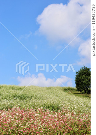 Buckwheat flower hill. White and pink buckwheat flowers. The contrast between the blue sky and the white buckwheat flowers is beautiful. Buckwheat flower hill. White and pink buckwheat flowers. The contrast between the blue sky and the white buckwheat flowers is beautiful. 119423759