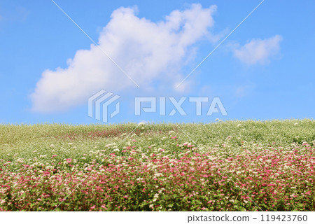 Buckwheat flower hill. White and pink buckwheat flowers. The contrast between the blue sky and the white buckwheat flowers is beautiful. Buckwheat flower hill. White and pink buckwheat flowers. The contrast between the blue sky and the white buckwheat flowers is beautiful. 119423760