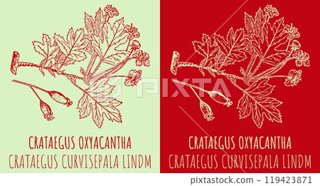Vector drawings CRATAEGUS OXYACANTHA . Hand drawn illustration. Latin name CRATAEGUS CURVISEPALA LINDM. 119423871