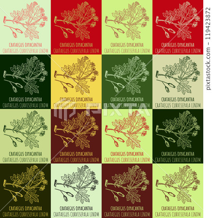 Set of vector drawing of CRATAEGUS OXYACANTHA in various colors. Hand drawn illustration. Latin name CRATAEGUS CURVISEPALA LINDM. 119423872
