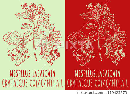 Vector drawings MESPILUS LAEVIGATA . Hand drawn illustration. Latin name CRATAEGUS OXYACANTHA L. 119423873