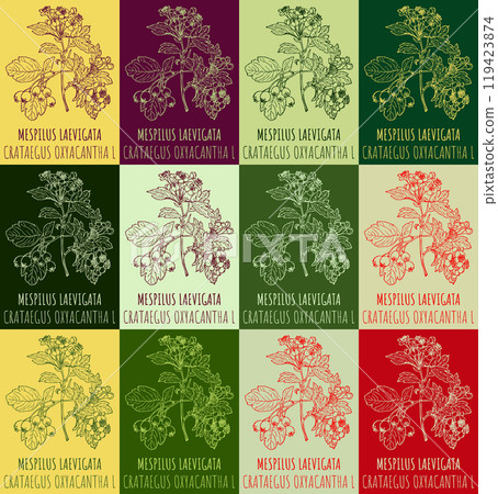 Set of vector drawing of MESPILUS LAEVIGATA in various colors. Hand drawn illustration. Latin name CRATAEGUS OXYACANTHA L. 119423874