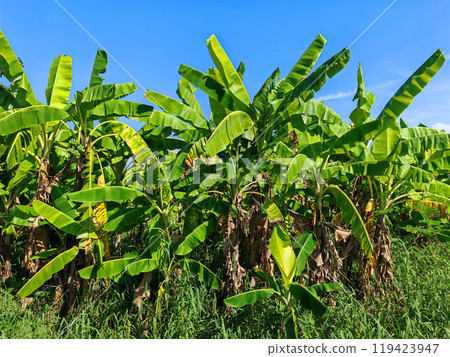 Banana tree in farm against blue sky. Agriculture industry 119423947