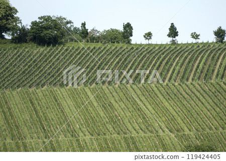 Fruit and wine growing on Lake Constance, Germany 119424405