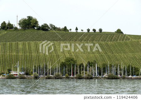 Fruit and wine growing on Lake Constance, Germany 119424406