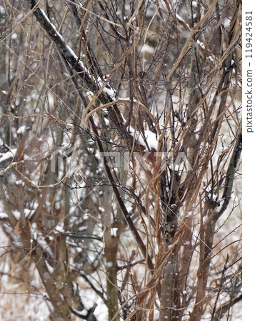 Snow lying on branches 119424581
