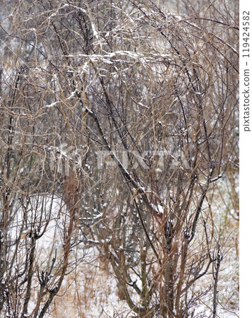Snow lying on branches Snow lying on branches 119424582