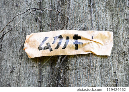 灌木叢中的穆庫諾基 119424662