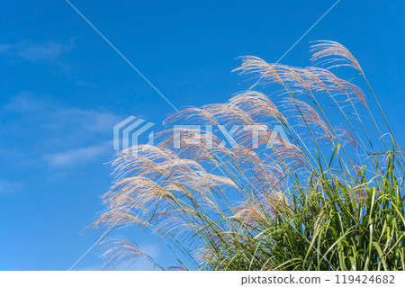 Refreshing autumn sky and Suki 119424682