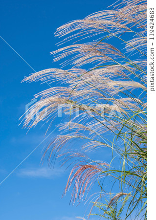 Refreshing autumn sky and Suki Refreshing autumn sky and Suki 119424683