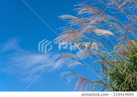 清爽的秋天天空和Suki 119424684