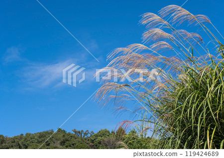 Refreshing autumn sky and Suki 119424689