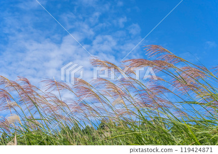 A refreshing sky with silver grass and autumn clouds A refreshing sky with silver grass and autumn clouds 119424871