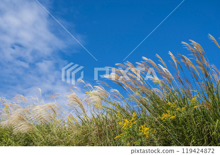 A refreshing sky with silver grass and autumn clouds 119424872