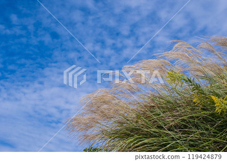 A refreshing sky with silver grass and autumn clouds A refreshing sky with silver grass and autumn clouds 119424879