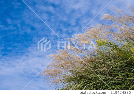 A refreshing sky with silver grass and autumn clouds A refreshing sky with silver grass and autumn clouds 119424880