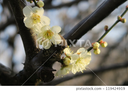 white plum blossom white plum blossom 119424919