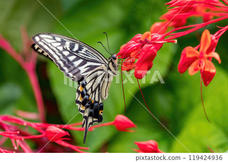 A swallowtail butterfly sucking nectar from a bright red hibiscus A swallowtail butterfly sucking nectar from a bright red hibiscus 119424936