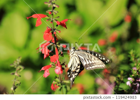 Swallowtail and Salvia③ Swallowtail and Salvia③ 119424983