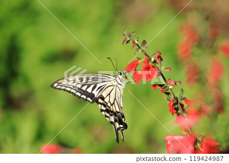 Swallowtail and Salvia ⑦ 119424987