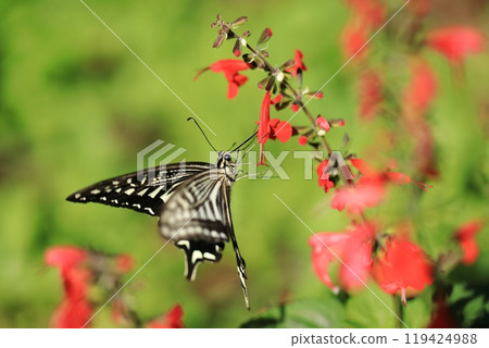 Swallowtail and Salvia ⑧ 119424988