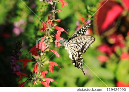 Swallowtail and Salvia ⑨ Swallowtail and Salvia ⑨ 119424990