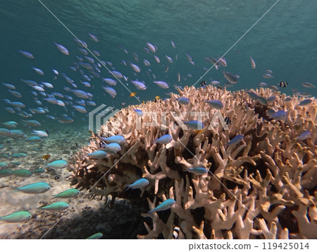Rising water temperatures and coral bleaching 119425014