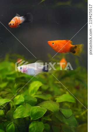 Mickey Mouse Platy 119425017