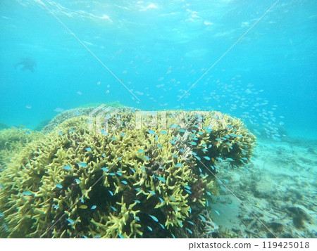 Okinawa underwater scenery: Fish swarming around coral Okinawa underwater scenery: Fish swarming around coral 119425018