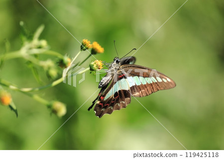 Bluebottle and small sandalwood ⑦ 119425118