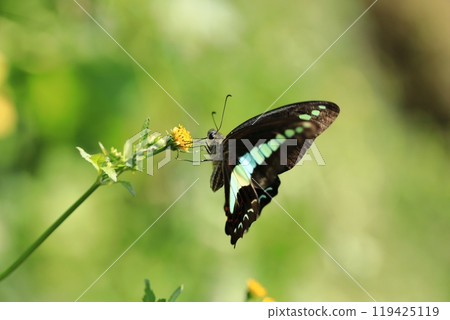 Bluebottle and small sandalwood⑧ 119425119