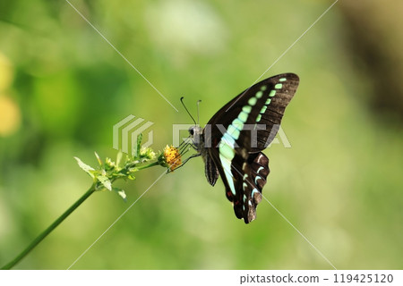 藍色燕尾蝶和Kosudan草⑨ 119425120