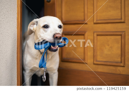 Cute dog waiting for walk 119425159